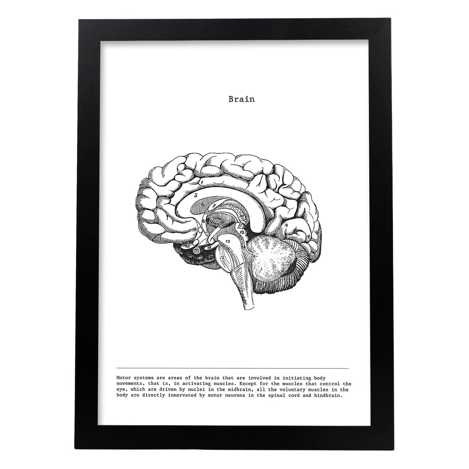 Posters de anatomía en blanco y negro con imágenes del cuerpo humano. Láminas de "Cerebro lateral". .-Artwork-Nacnic-A4-Marco Negro-Nacnic Estudio SL