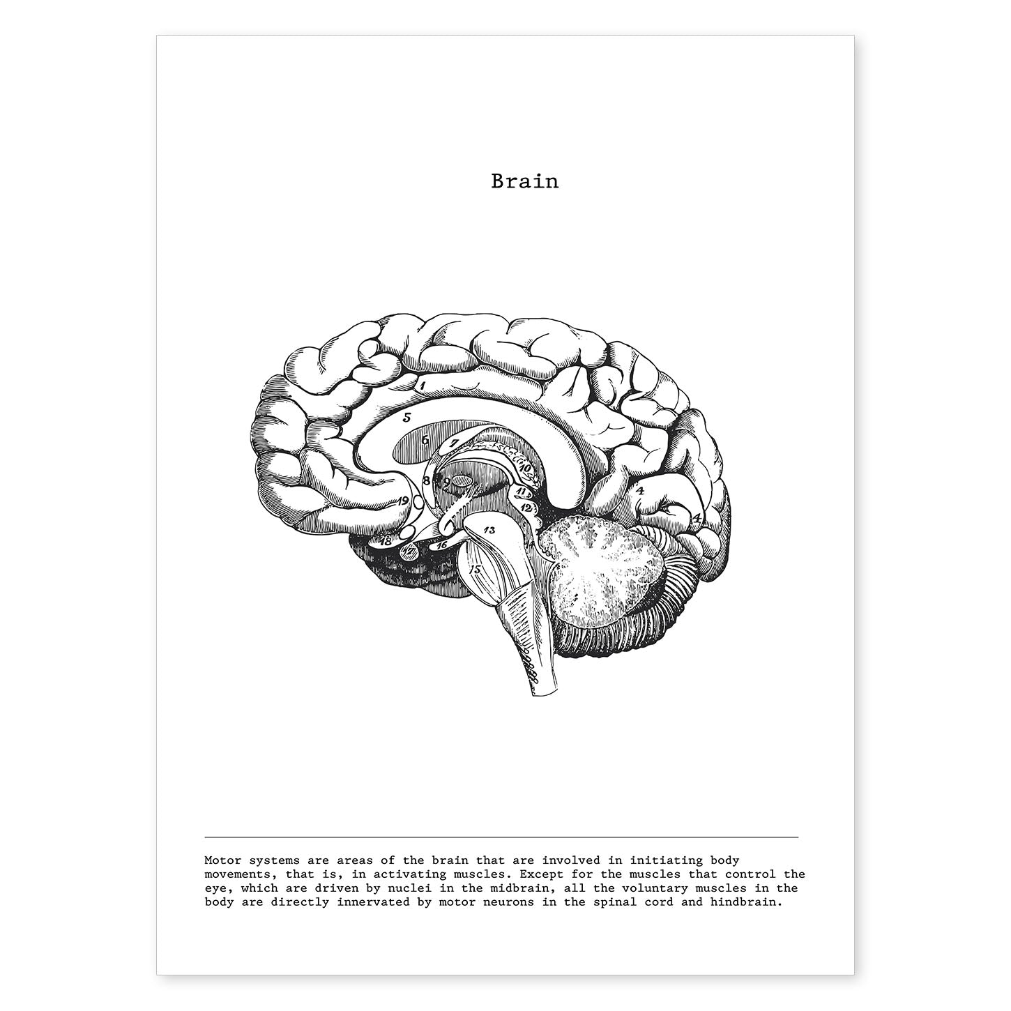 Posters de anatomía en blanco y negro con imágenes del cuerpo humano. Láminas de "Cerebro lateral". .-Artwork-Nacnic-A4-Sin marco-Nacnic Estudio SL