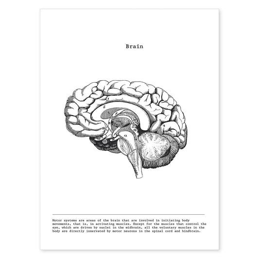 Posters de anatomía en blanco y negro con imágenes del cuerpo humano. Láminas de "Cerebro lateral". .-Artwork-Nacnic-A4-Sin marco-Nacnic Estudio SL