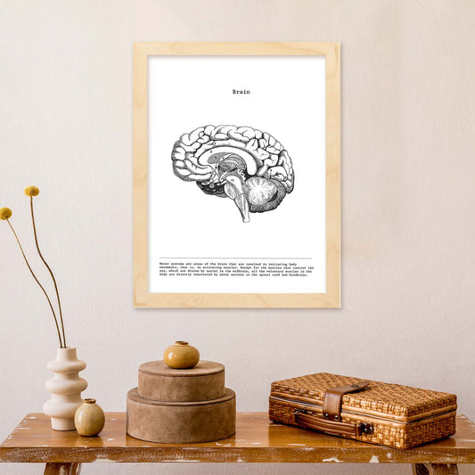 Posters de anatomía en blanco y negro con imágenes del cuerpo humano. Láminas de "Cerebro lateral". .-Artwork-Nacnic-Nacnic Estudio SL