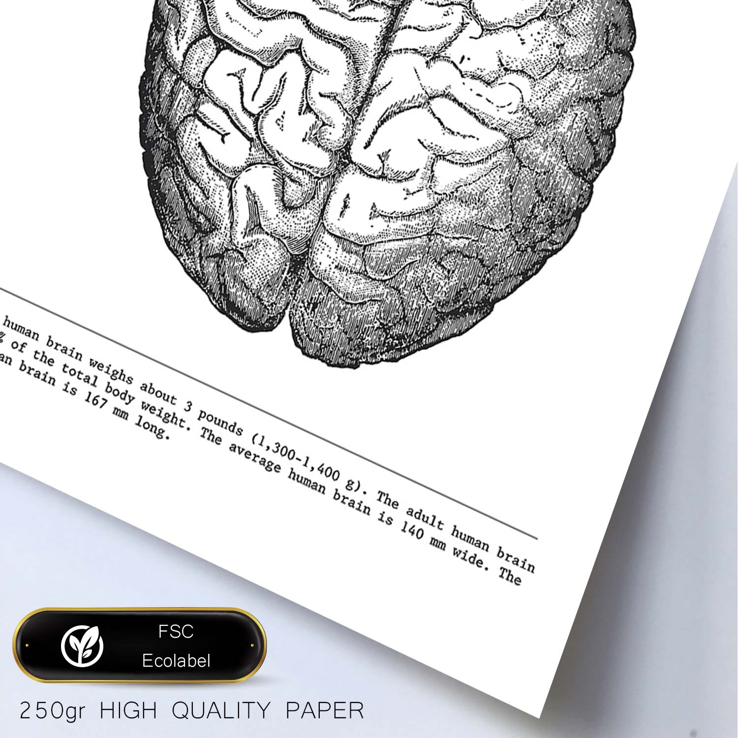 Posters de anatomía en blanco y negro con imágenes del cuerpo humano. Láminas de "Cerebro". .-Artwork-Nacnic-Nacnic Estudio SL