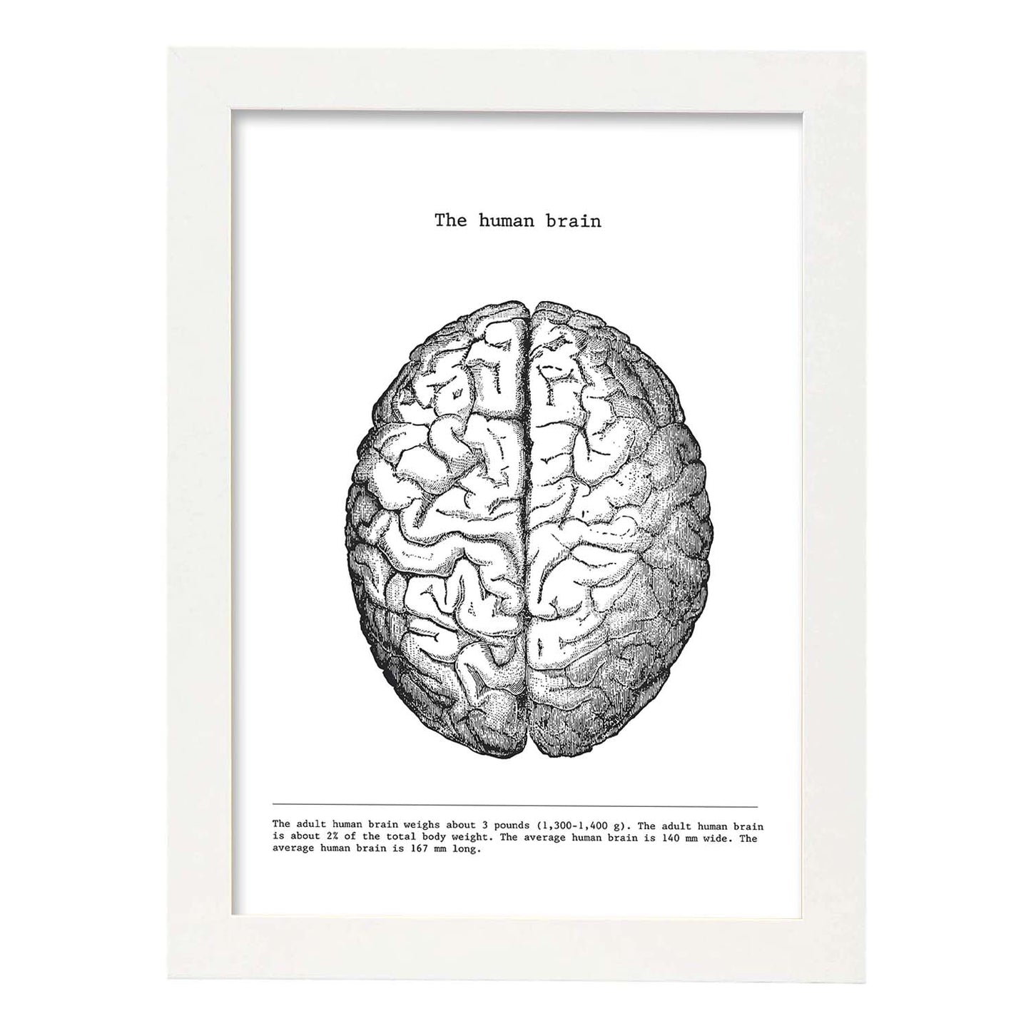 Posters de anatomía en blanco y negro con imágenes del cuerpo humano. Láminas de "Cerebro". .-Artwork-Nacnic-A3-Marco Blanco-Nacnic Estudio SL