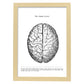 Posters de anatomía en blanco y negro con imágenes del cuerpo humano. Láminas de "Cerebro". .-Artwork-Nacnic-A3-Marco Madera clara-Nacnic Estudio SL
