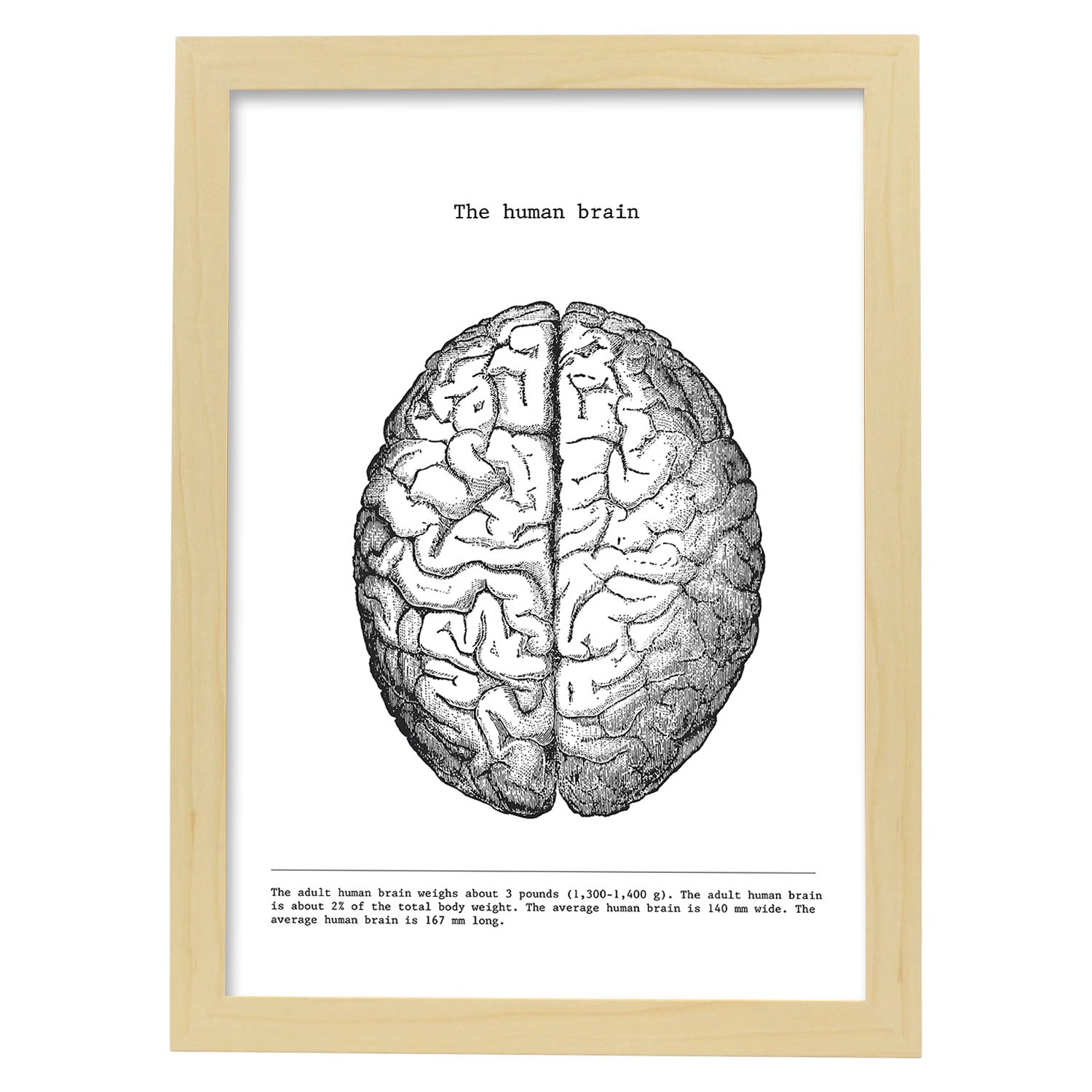 Posters de anatomía en blanco y negro con imágenes del cuerpo humano. Láminas de "Cerebro". .-Artwork-Nacnic-A3-Marco Madera clara-Nacnic Estudio SL