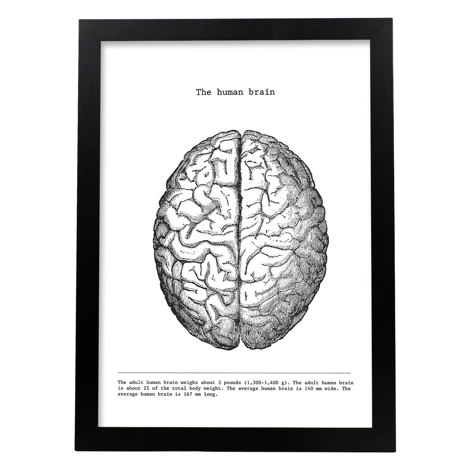 Posters de anatomía en blanco y negro con imágenes del cuerpo humano. Láminas de "Cerebro". .-Artwork-Nacnic-A3-Marco Negro-Nacnic Estudio SL