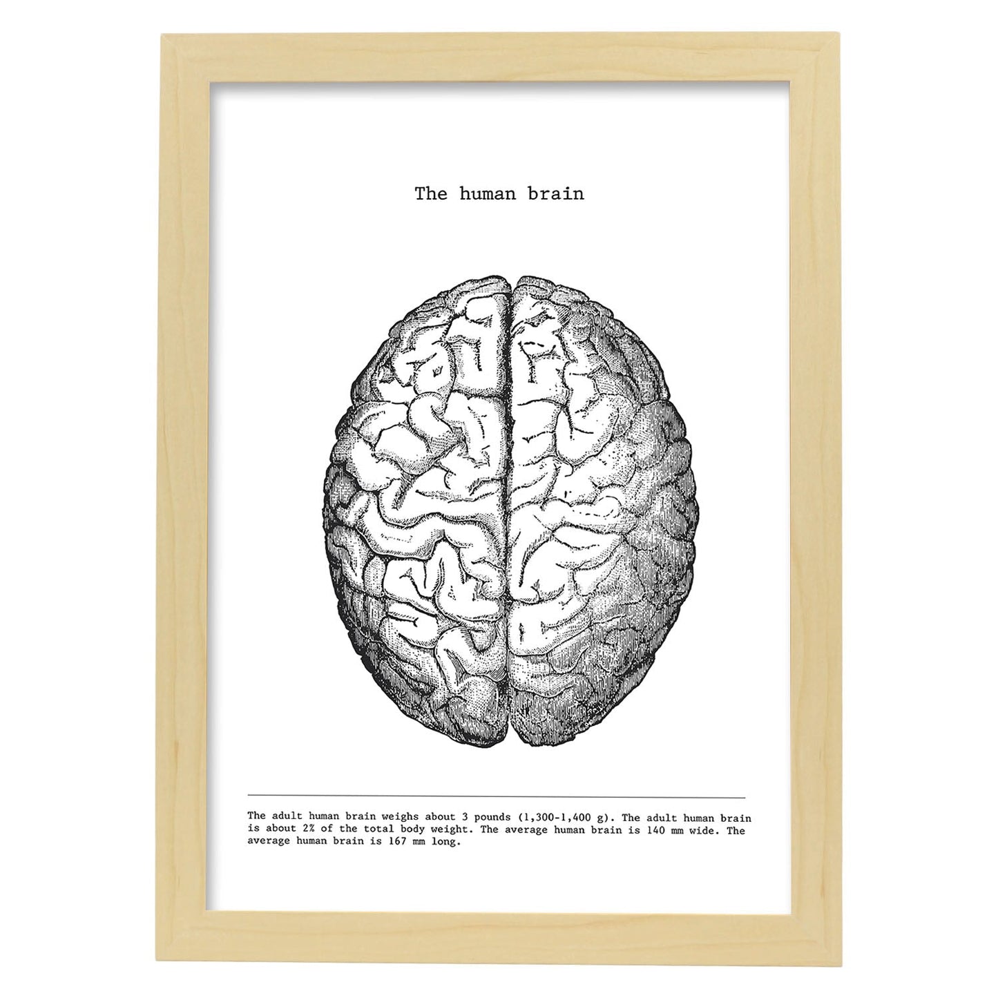 Posters de anatomía en blanco y negro con imágenes del cuerpo humano. Láminas de "Cerebro". .-Artwork-Nacnic-A4-Marco Madera clara-Nacnic Estudio SL