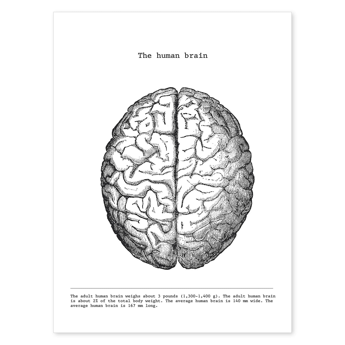 Posters de anatomía en blanco y negro con imágenes del cuerpo humano. Láminas de "Cerebro". .-Artwork-Nacnic-A4-Sin marco-Nacnic Estudio SL