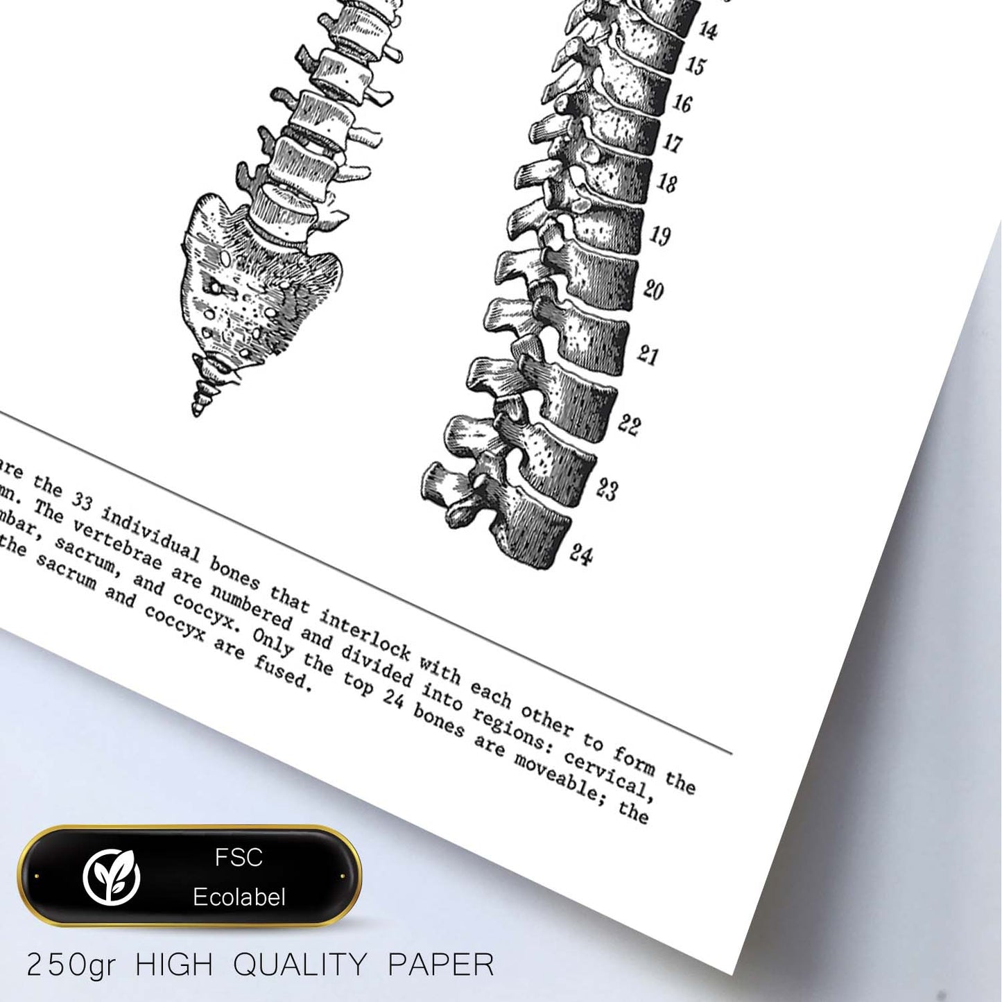 Posters de anatomía en blanco y negro con imágenes del cuerpo humano. Láminas de "Columna vertebral". .-Artwork-Nacnic-Nacnic Estudio SL