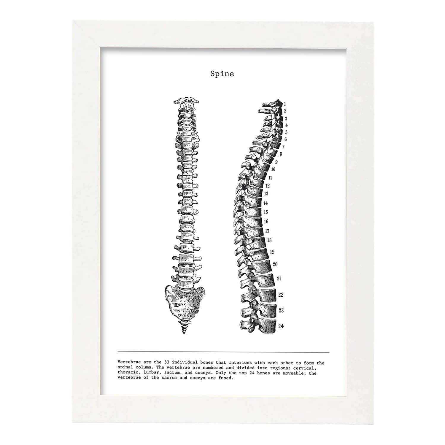 Posters de anatomía en blanco y negro con imágenes del cuerpo humano. Láminas de "Columna vertebral". .-Artwork-Nacnic-A3-Marco Blanco-Nacnic Estudio SL