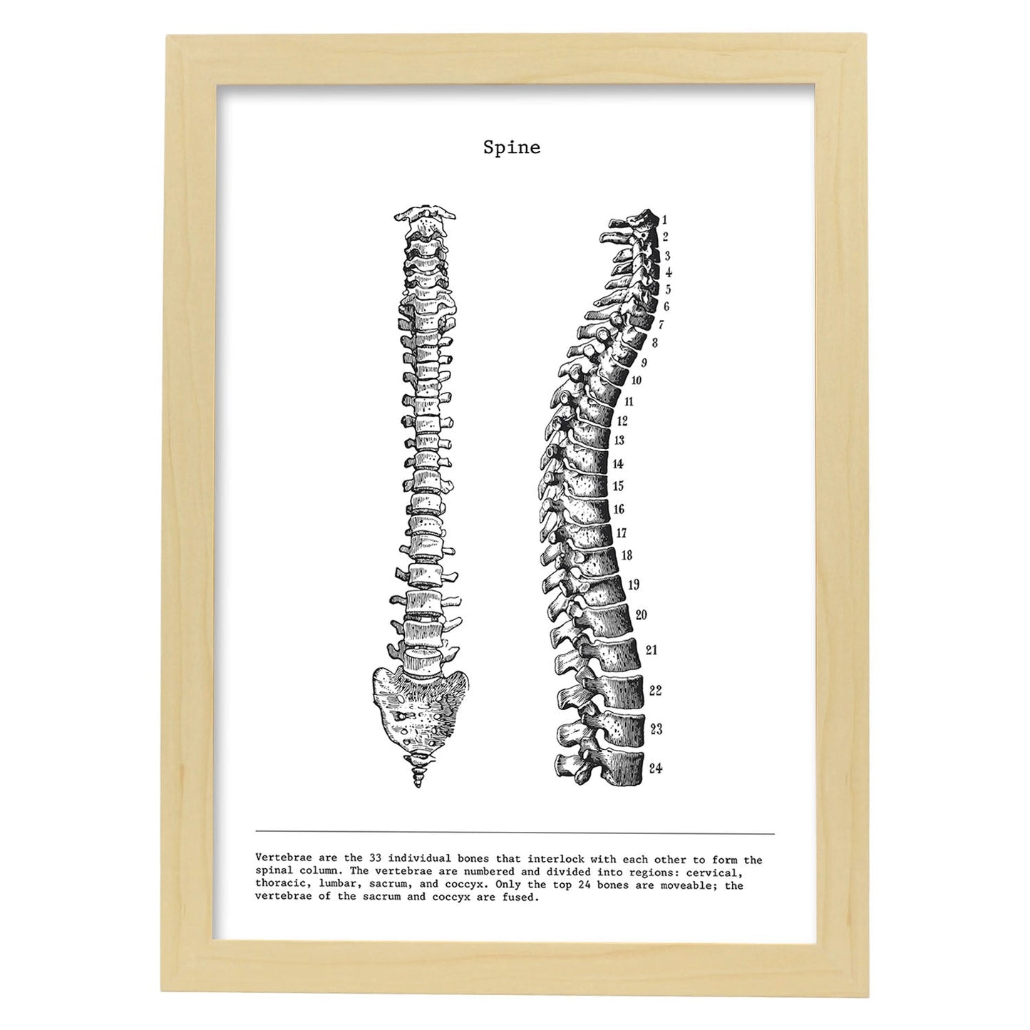 Posters de anatomía en blanco y negro con imágenes del cuerpo humano. Láminas de "Columna vertebral". .-Artwork-Nacnic-A3-Marco Madera clara-Nacnic Estudio SL