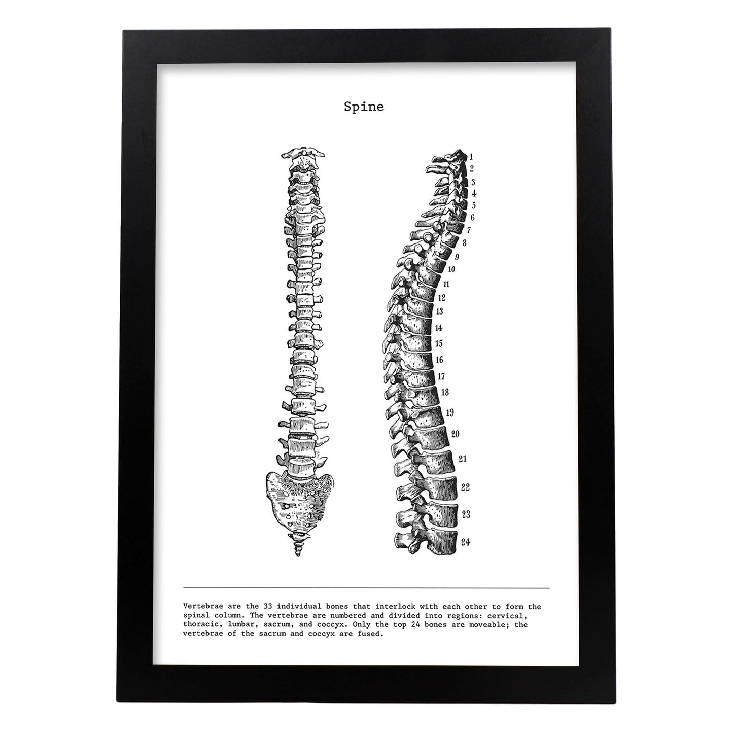 Posters de anatomía en blanco y negro con imágenes del cuerpo humano. Láminas de "Columna vertebral". .-Artwork-Nacnic-A3-Marco Negro-Nacnic Estudio SL