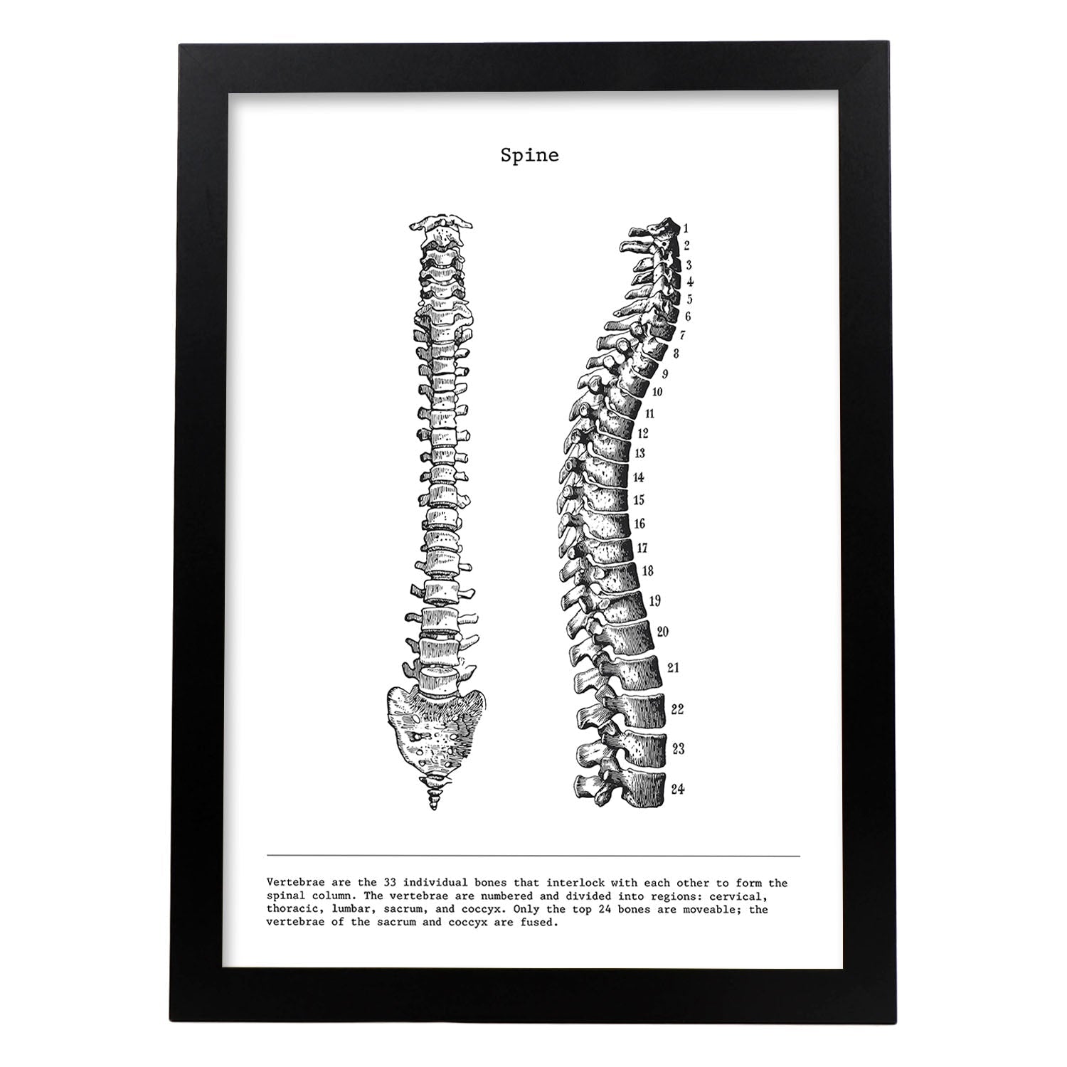 Posters de anatomía en blanco y negro con imágenes del cuerpo humano. Láminas de "Columna vertebral". .-Artwork-Nacnic-A3-Marco Negro-Nacnic Estudio SL