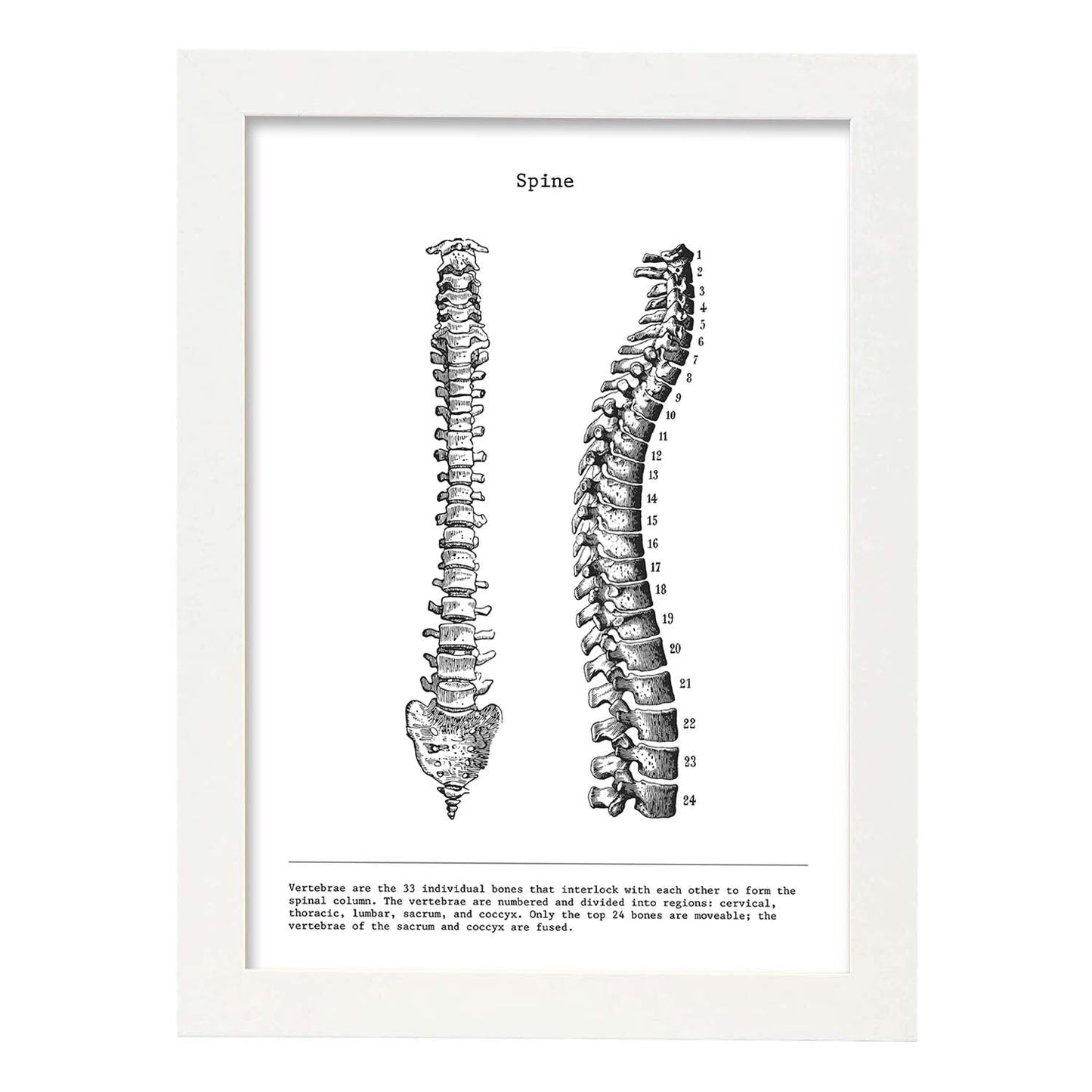 Posters de anatomía en blanco y negro con imágenes del cuerpo humano. Láminas de "Columna vertebral". .-Artwork-Nacnic-A4-Marco Blanco-Nacnic Estudio SL