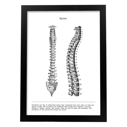 Posters de anatomía en blanco y negro con imágenes del cuerpo humano. Láminas de "Columna vertebral". .-Artwork-Nacnic-A4-Marco Negro-Nacnic Estudio SL
