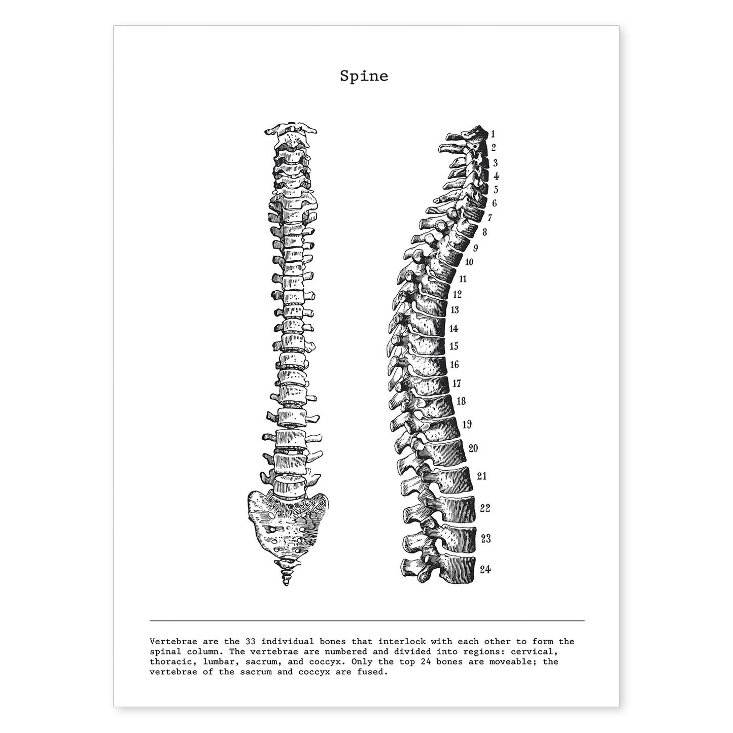 Posters de anatomía en blanco y negro con imágenes del cuerpo humano. Láminas de "Columna vertebral". .-Artwork-Nacnic-A4-Sin marco-Nacnic Estudio SL
