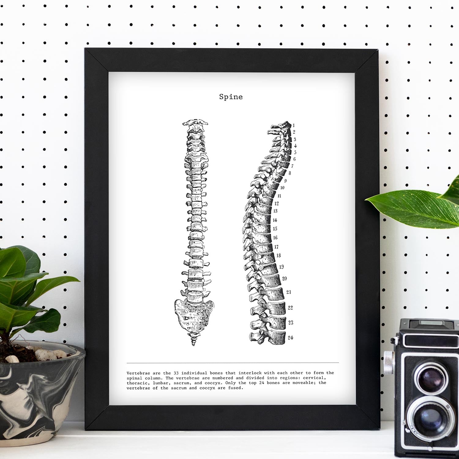 Posters de anatomía en blanco y negro con imágenes del cuerpo humano. Láminas de "Columna vertebral". .-Artwork-Nacnic-Nacnic Estudio SL