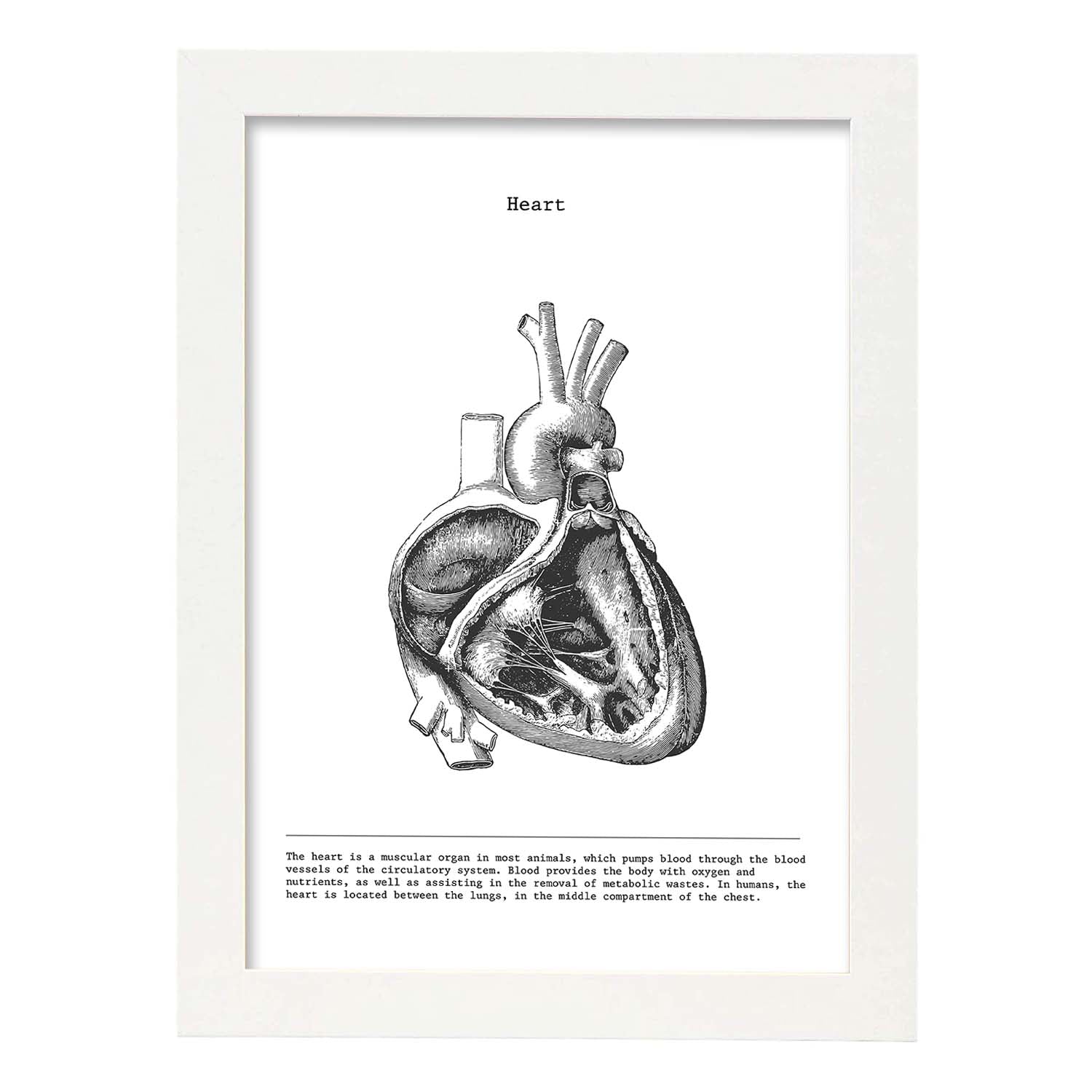 Posters de anatomía en blanco y negro con imágenes del cuerpo humano. Láminas de "Corazón lateral". .-Artwork-Nacnic-A3-Marco Blanco-Nacnic Estudio SL