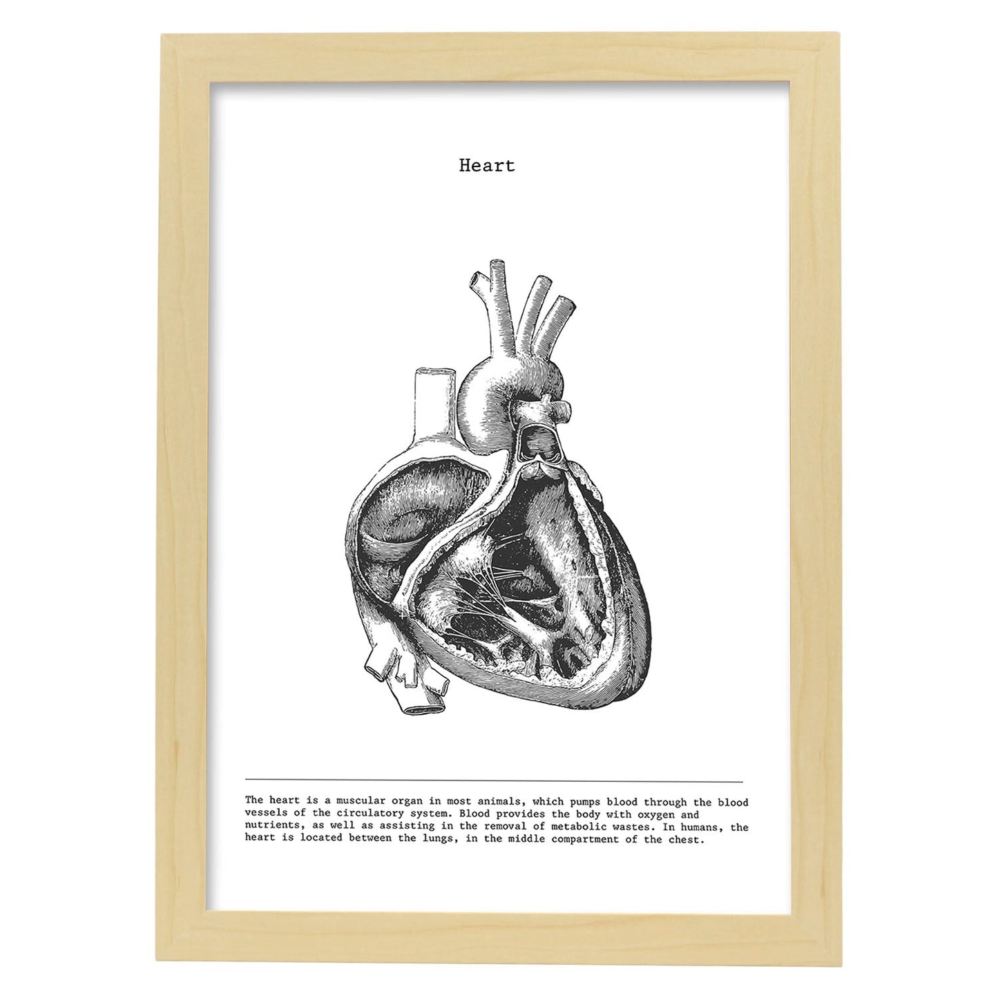 Posters de anatomía en blanco y negro con imágenes del cuerpo humano. Láminas de "Corazón lateral". .-Artwork-Nacnic-A3-Marco Madera clara-Nacnic Estudio SL