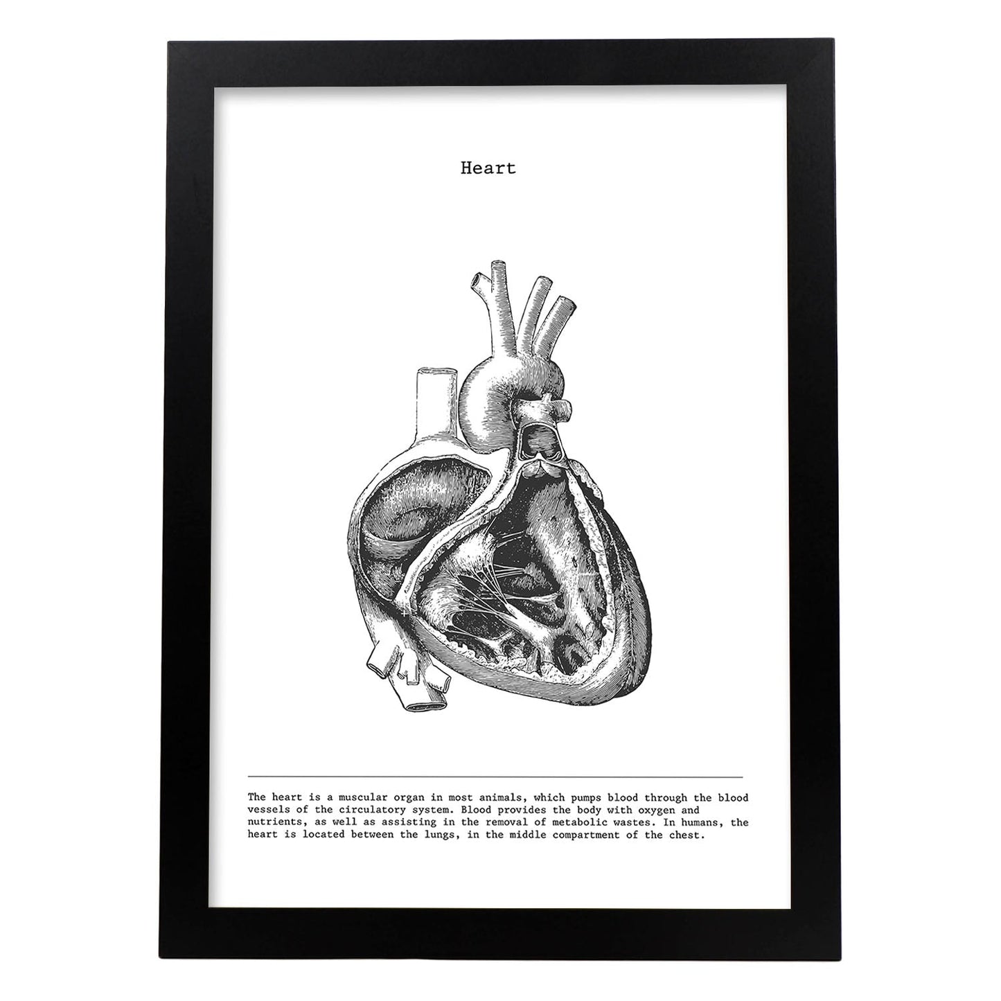 Posters de anatomía en blanco y negro con imágenes del cuerpo humano. Láminas de "Corazón lateral". .-Artwork-Nacnic-A3-Marco Negro-Nacnic Estudio SL