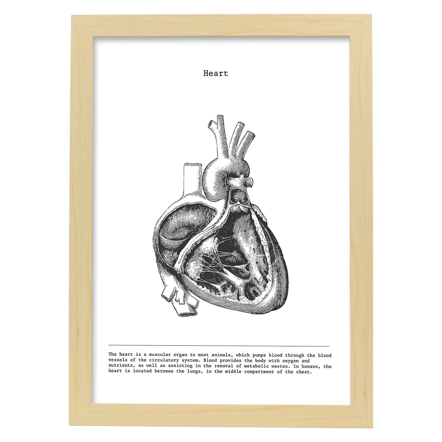 Posters de anatomía en blanco y negro con imágenes del cuerpo humano. Láminas de "Corazón lateral". .-Artwork-Nacnic-A4-Marco Madera clara-Nacnic Estudio SL