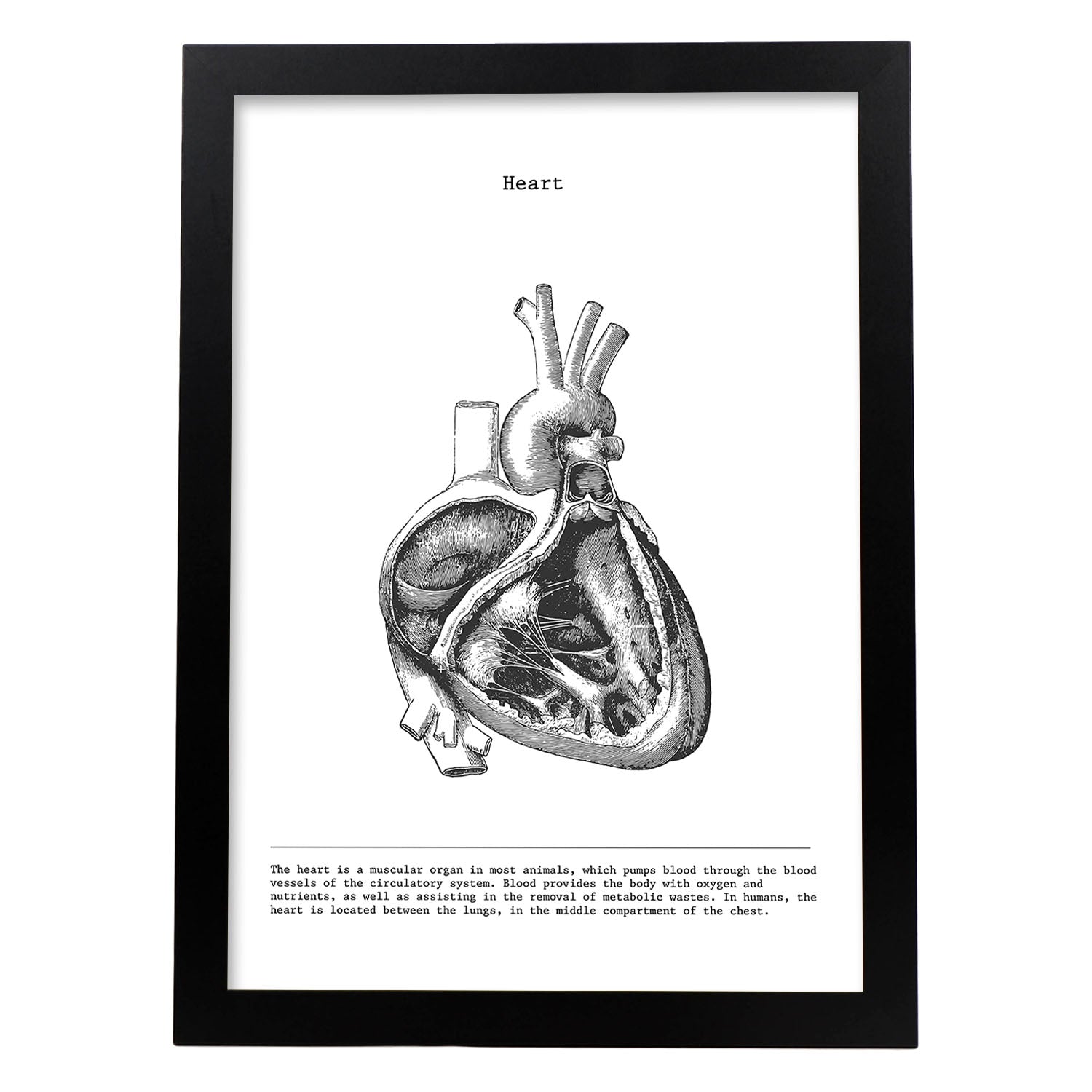 Posters de anatomía en blanco y negro con imágenes del cuerpo humano. Láminas de "Corazón lateral". .-Artwork-Nacnic-A4-Marco Negro-Nacnic Estudio SL