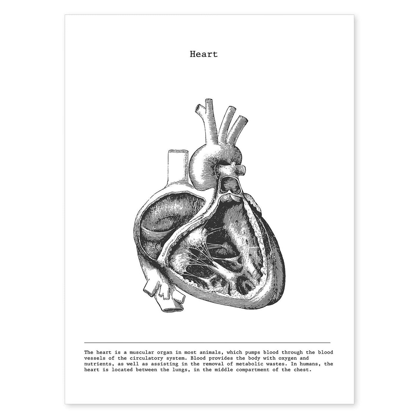 Posters de anatomía en blanco y negro con imágenes del cuerpo humano. Láminas de "Corazón lateral". .-Artwork-Nacnic-A4-Sin marco-Nacnic Estudio SL