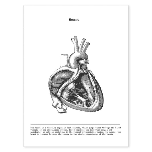 Posters de anatomía en blanco y negro con imágenes del cuerpo humano. Láminas de "Corazón lateral". .-Artwork-Nacnic-A4-Sin marco-Nacnic Estudio SL