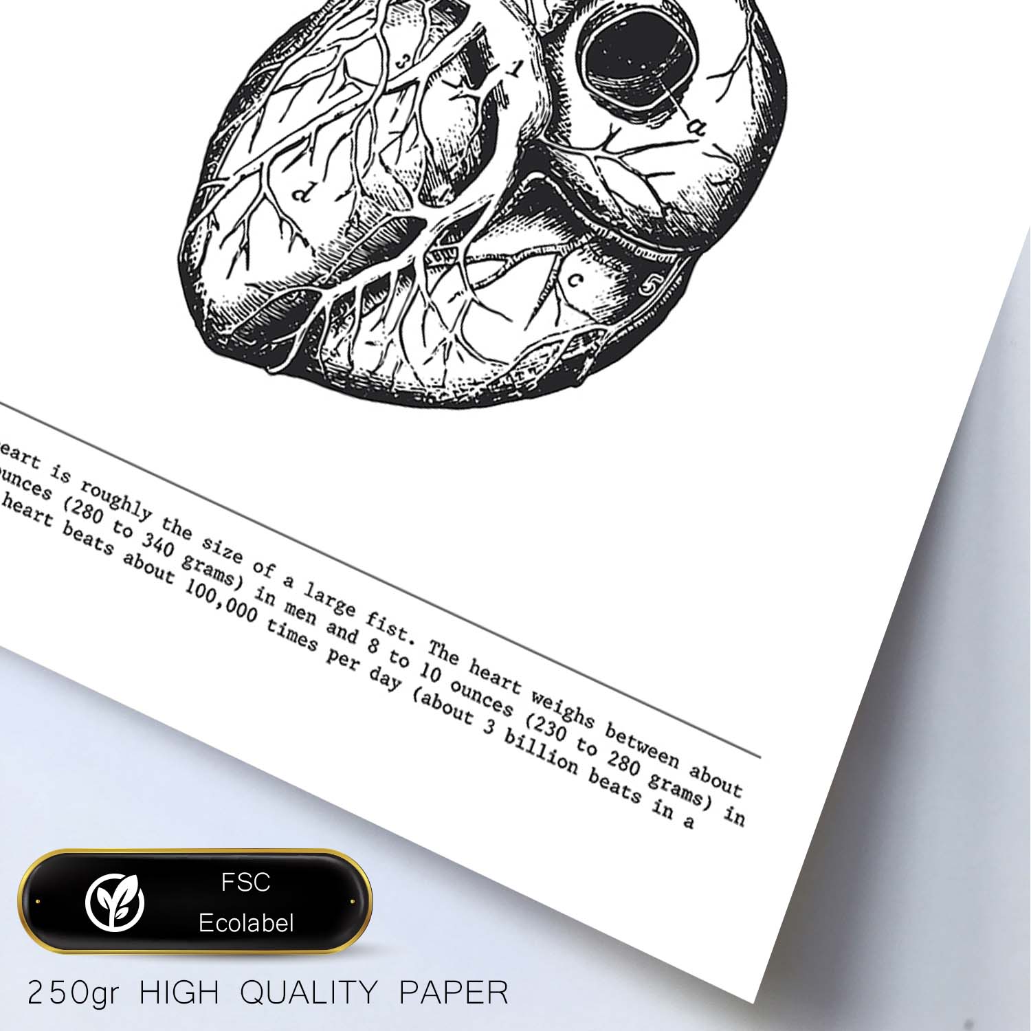 Posters de anatomía en blanco y negro con imágenes del cuerpo humano. Láminas de "Corazón". .-Artwork-Nacnic-Nacnic Estudio SL