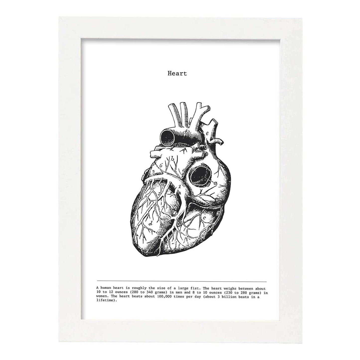 Posters de anatomía en blanco y negro con imágenes del cuerpo humano. Láminas de "Corazón". .-Artwork-Nacnic-A3-Marco Blanco-Nacnic Estudio SL