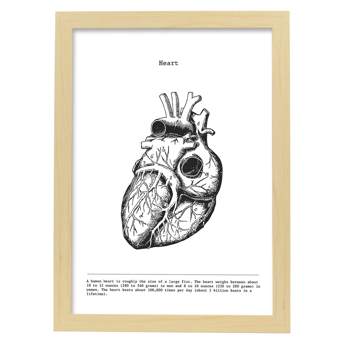 Posters de anatomía en blanco y negro con imágenes del cuerpo humano. Láminas de "Corazón". .-Artwork-Nacnic-A3-Marco Madera clara-Nacnic Estudio SL