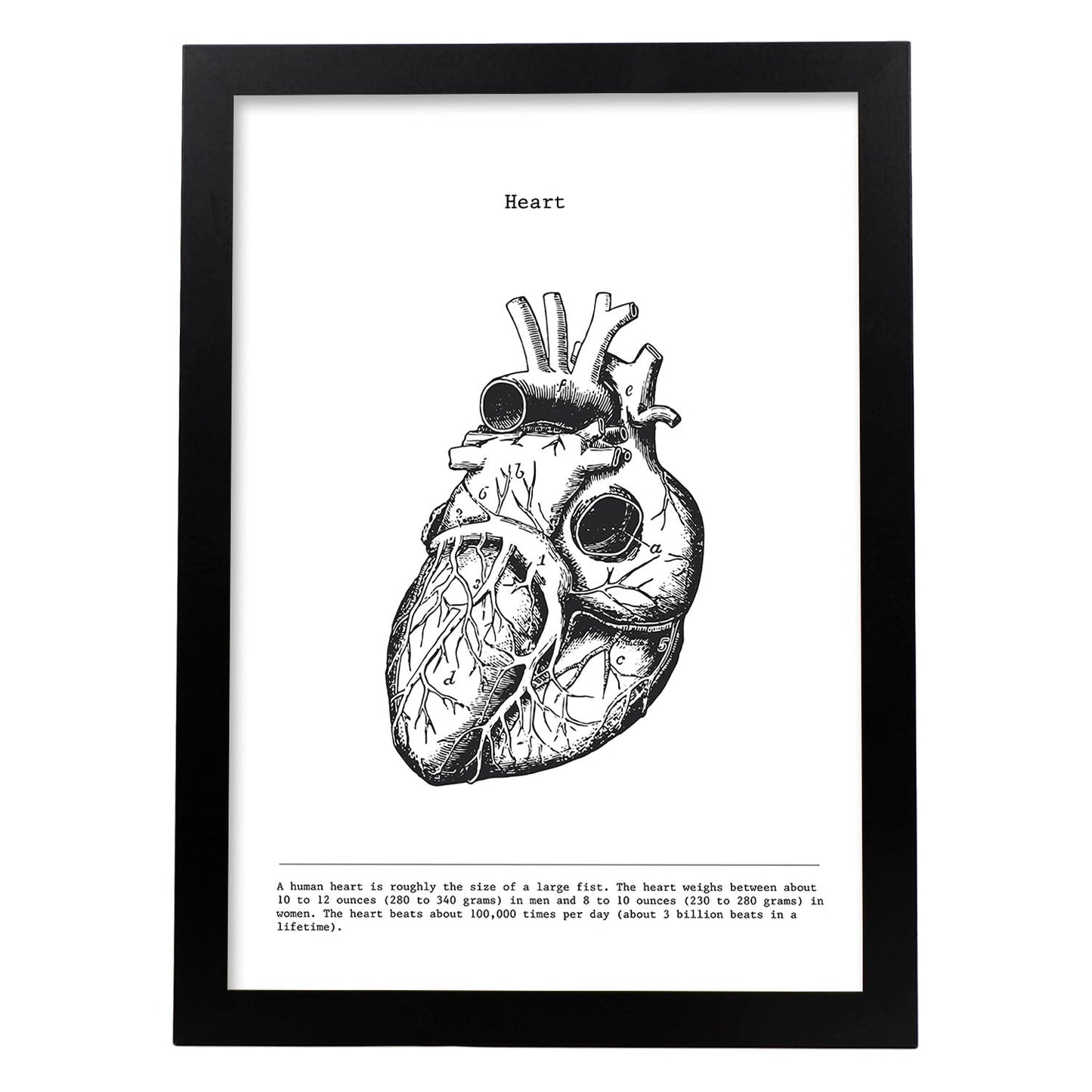Posters de anatomía en blanco y negro con imágenes del cuerpo humano. Láminas de "Corazón". .-Artwork-Nacnic-A3-Marco Negro-Nacnic Estudio SL