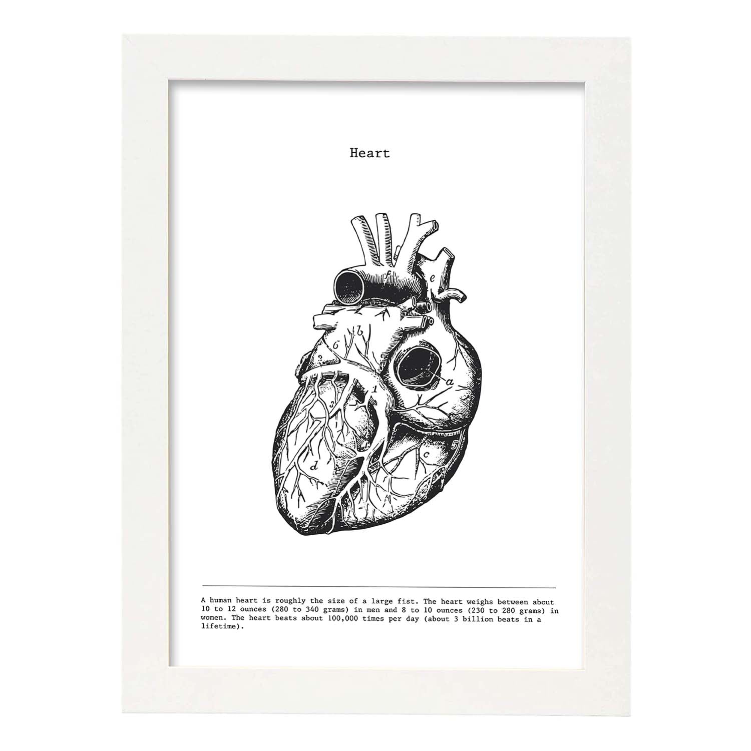 Posters de anatomía en blanco y negro con imágenes del cuerpo humano. Láminas de "Corazón". .-Artwork-Nacnic-A4-Marco Blanco-Nacnic Estudio SL
