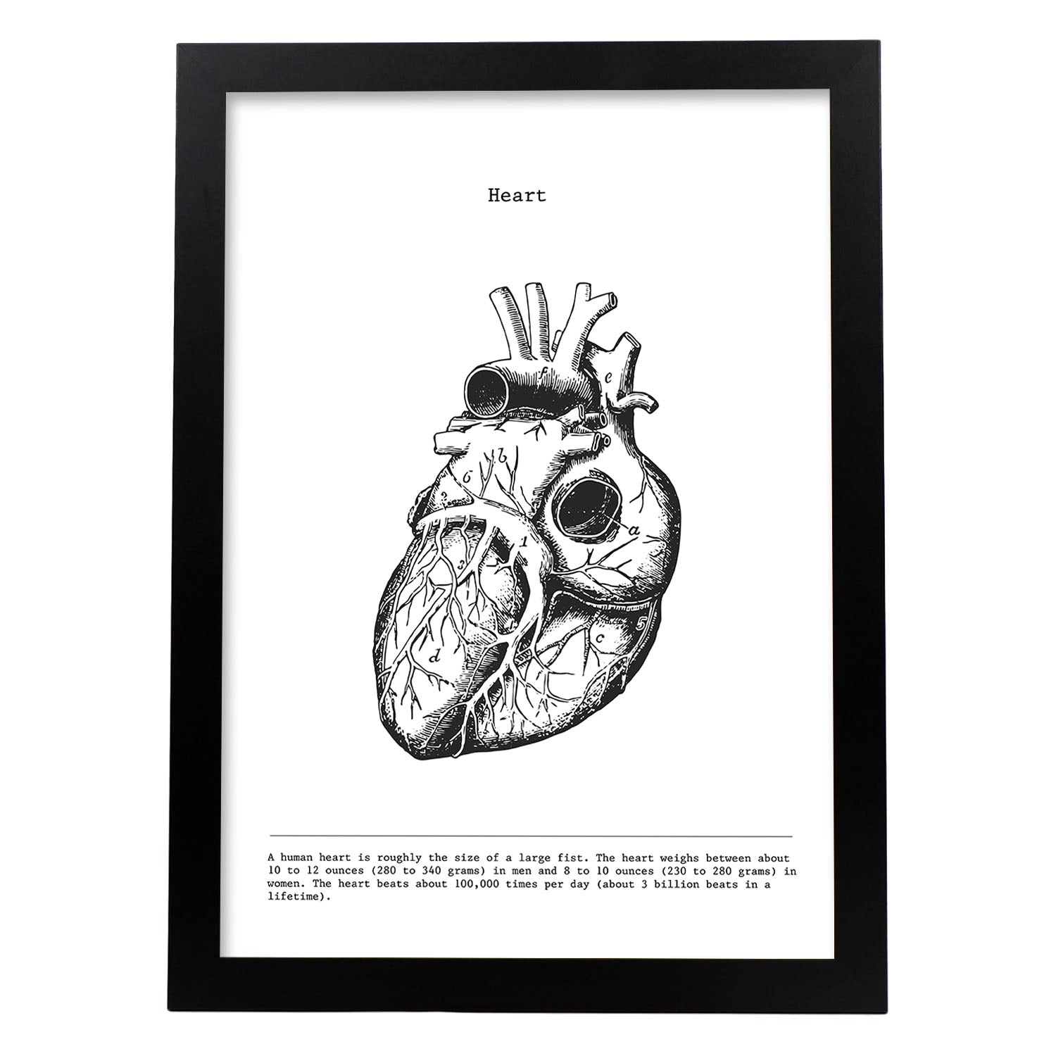Posters de anatomía en blanco y negro con imágenes del cuerpo humano. Láminas de "Corazón". .-Artwork-Nacnic-A4-Marco Negro-Nacnic Estudio SL