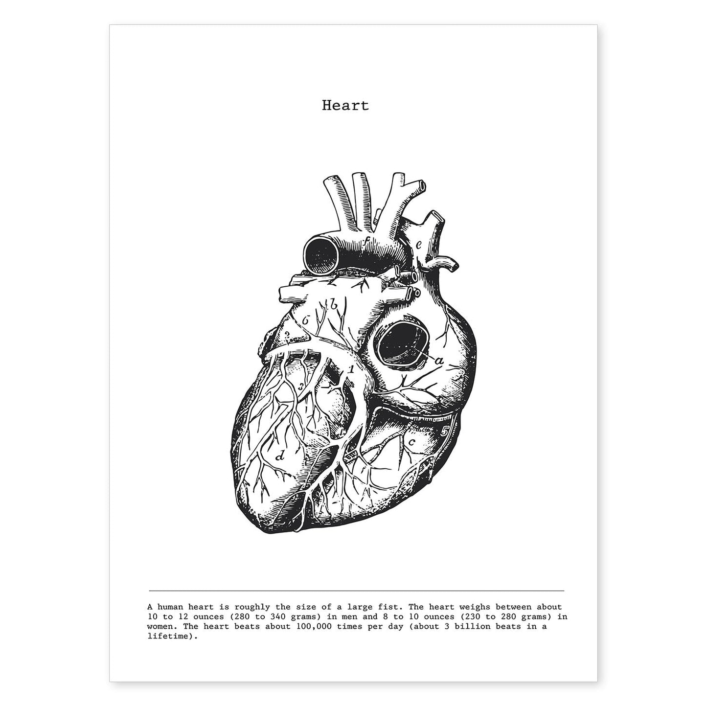 Posters de anatomía en blanco y negro con imágenes del cuerpo humano. Láminas de "Corazón". .-Artwork-Nacnic-A4-Sin marco-Nacnic Estudio SL