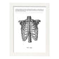 Posters de anatomía en blanco y negro con imágenes del cuerpo humano. Láminas de "Costillas". .-Artwork-Nacnic-A3-Marco Blanco-Nacnic Estudio SL