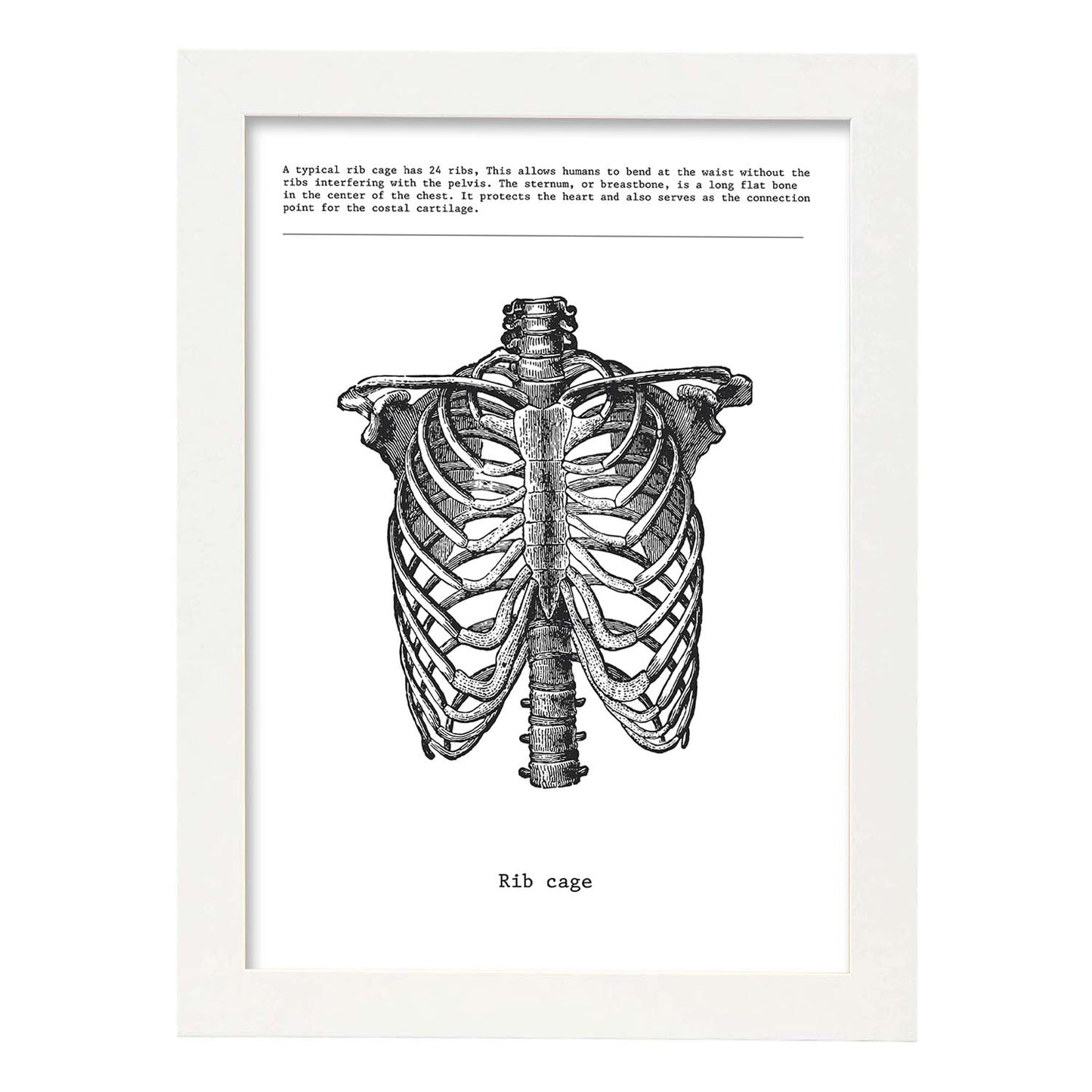 Posters de anatomía en blanco y negro con imágenes del cuerpo humano. Láminas de "Costillas". .-Artwork-Nacnic-A3-Marco Blanco-Nacnic Estudio SL