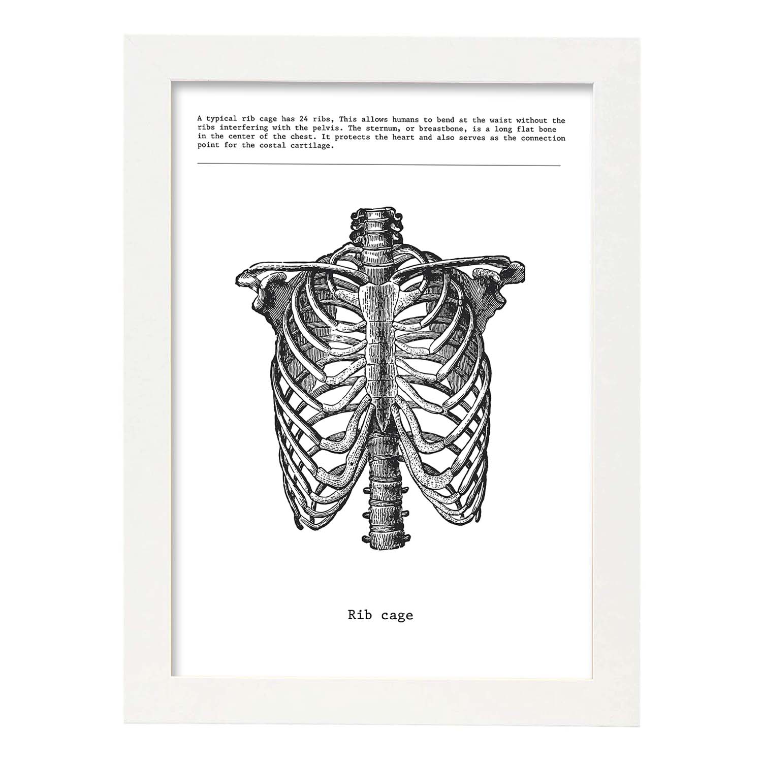 Posters de anatomía en blanco y negro con imágenes del cuerpo humano. Láminas de "Costillas". .-Artwork-Nacnic-A3-Marco Blanco-Nacnic Estudio SL