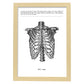 Posters de anatomía en blanco y negro con imágenes del cuerpo humano. Láminas de "Costillas". .-Artwork-Nacnic-A3-Marco Madera clara-Nacnic Estudio SL