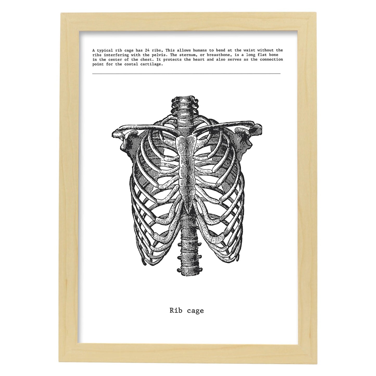 Posters de anatomía en blanco y negro con imágenes del cuerpo humano. Láminas de "Costillas". .-Artwork-Nacnic-A3-Marco Madera clara-Nacnic Estudio SL