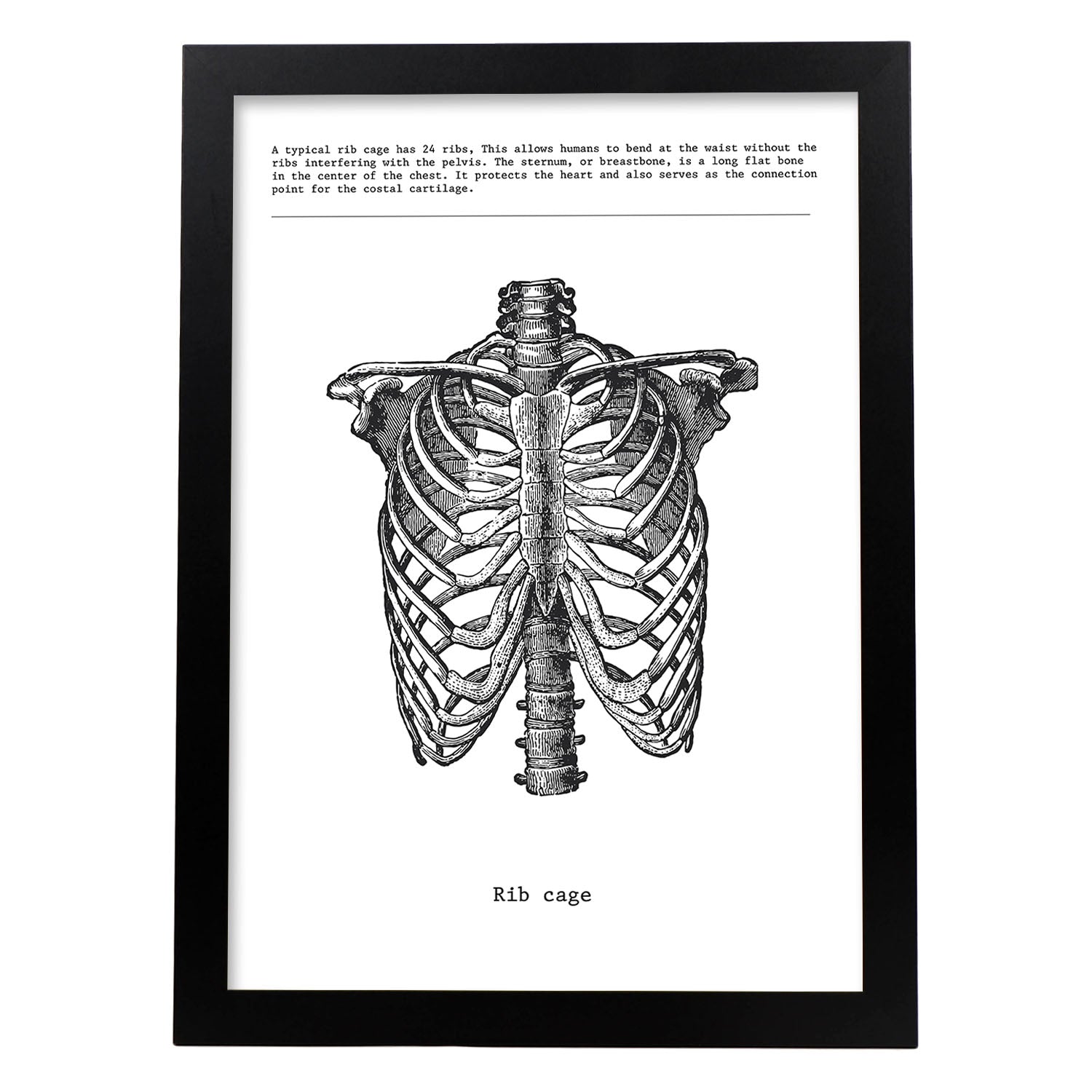 Posters de anatomía en blanco y negro con imágenes del cuerpo humano. Láminas de "Costillas". .-Artwork-Nacnic-A3-Marco Negro-Nacnic Estudio SL