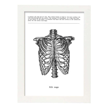 Posters de anatomía en blanco y negro con imágenes del cuerpo humano. Láminas de "Costillas". .-Artwork-Nacnic-A4-Marco Blanco-Nacnic Estudio SL
