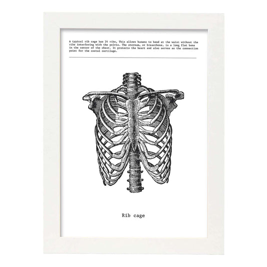 Posters de anatomía en blanco y negro con imágenes del cuerpo humano. Láminas de "Costillas". .-Artwork-Nacnic-A4-Marco Blanco-Nacnic Estudio SL