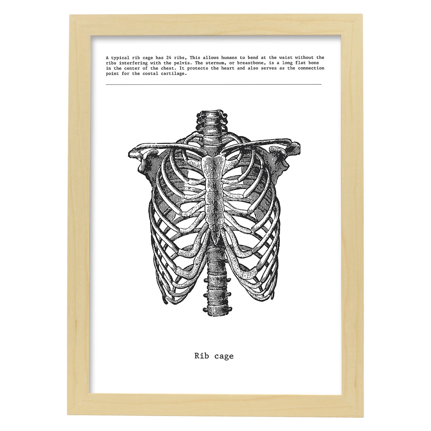 Posters de anatomía en blanco y negro con imágenes del cuerpo humano. Láminas de "Costillas". .-Artwork-Nacnic-A4-Marco Madera clara-Nacnic Estudio SL