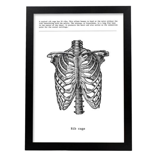 Posters de anatomía en blanco y negro con imágenes del cuerpo humano. Láminas de "Costillas". .-Artwork-Nacnic-A4-Marco Negro-Nacnic Estudio SL