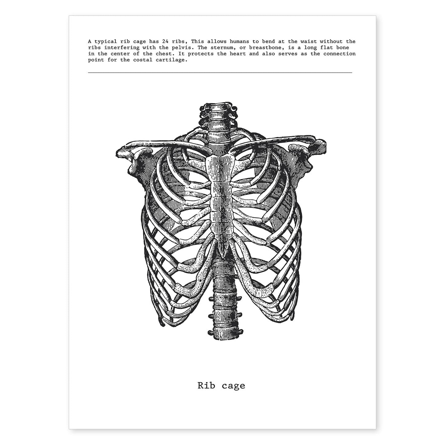 Posters de anatomía en blanco y negro con imágenes del cuerpo humano. Láminas de "Costillas". .-Artwork-Nacnic-A4-Sin marco-Nacnic Estudio SL