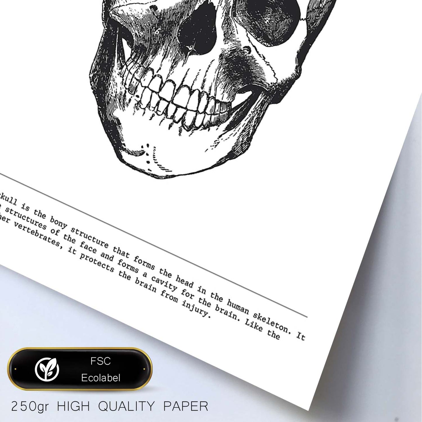 Posters de anatomía en blanco y negro con imágenes del cuerpo humano. Láminas de "Cráneo". .-Artwork-Nacnic-Nacnic Estudio SL