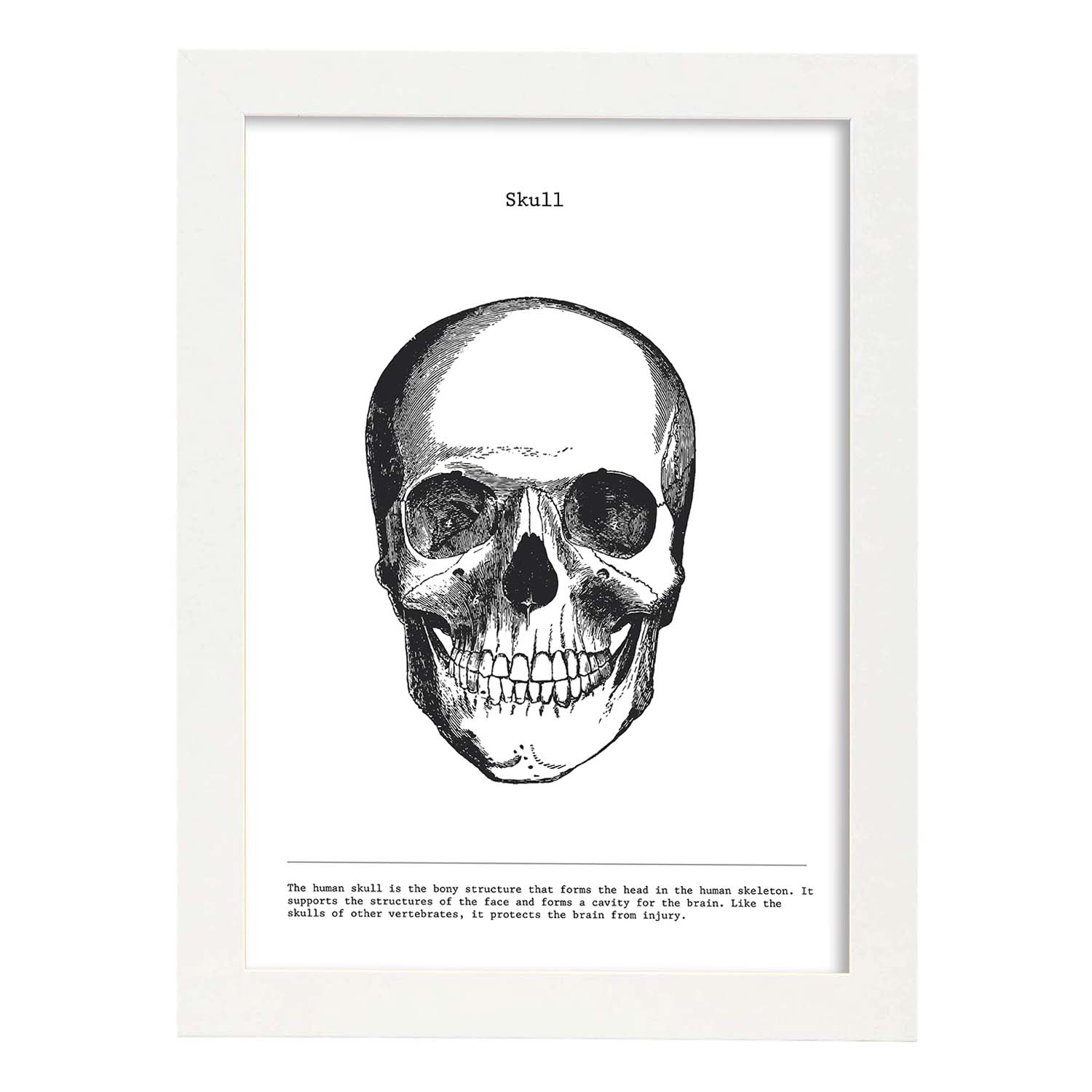 Posters de anatomía en blanco y negro con imágenes del cuerpo humano. Láminas de "Cráneo". .-Artwork-Nacnic-A3-Marco Blanco-Nacnic Estudio SL