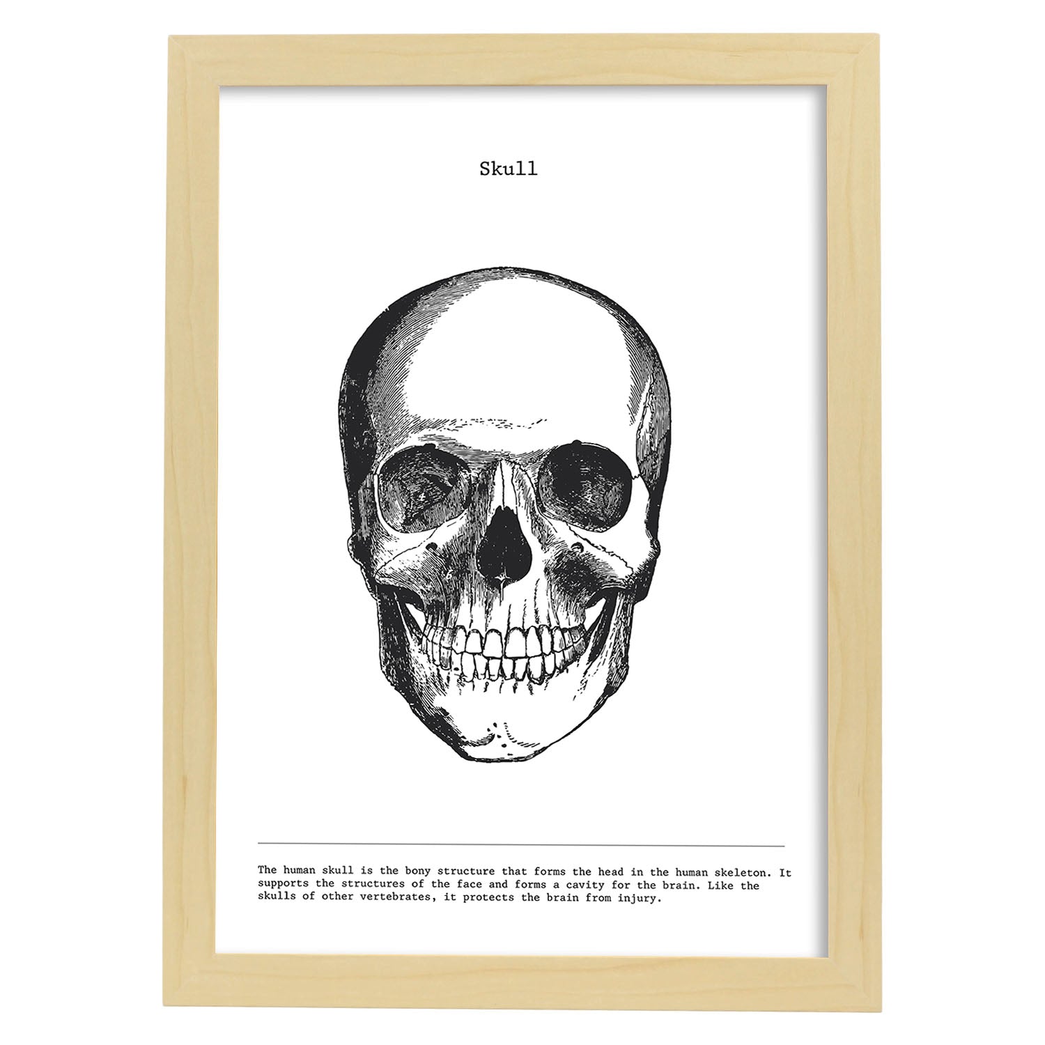 Posters de anatomía en blanco y negro con imágenes del cuerpo humano. Láminas de "Cráneo". .-Artwork-Nacnic-A3-Marco Madera clara-Nacnic Estudio SL