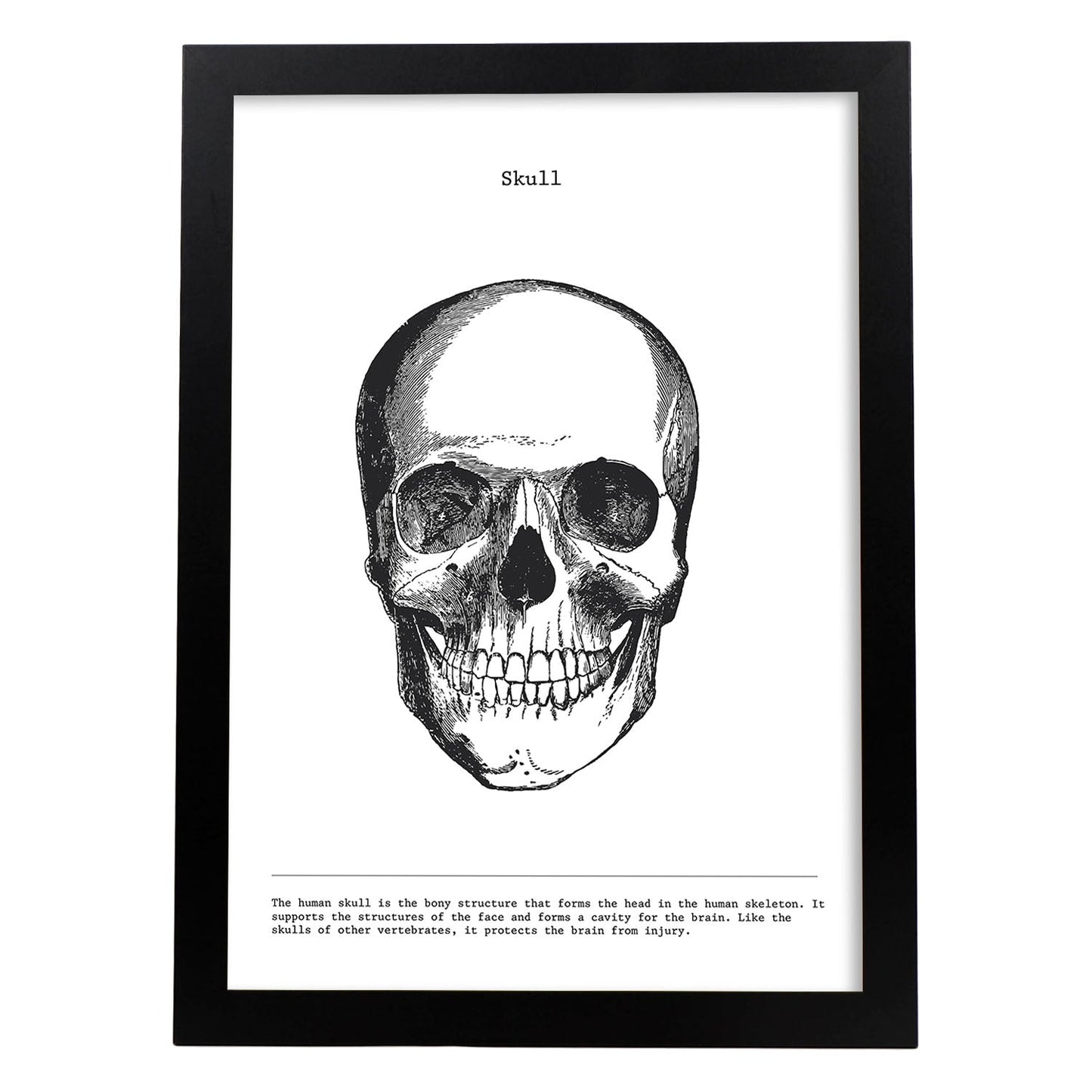 Posters de anatomía en blanco y negro con imágenes del cuerpo humano. Láminas de "Cráneo". .-Artwork-Nacnic-A3-Marco Negro-Nacnic Estudio SL
