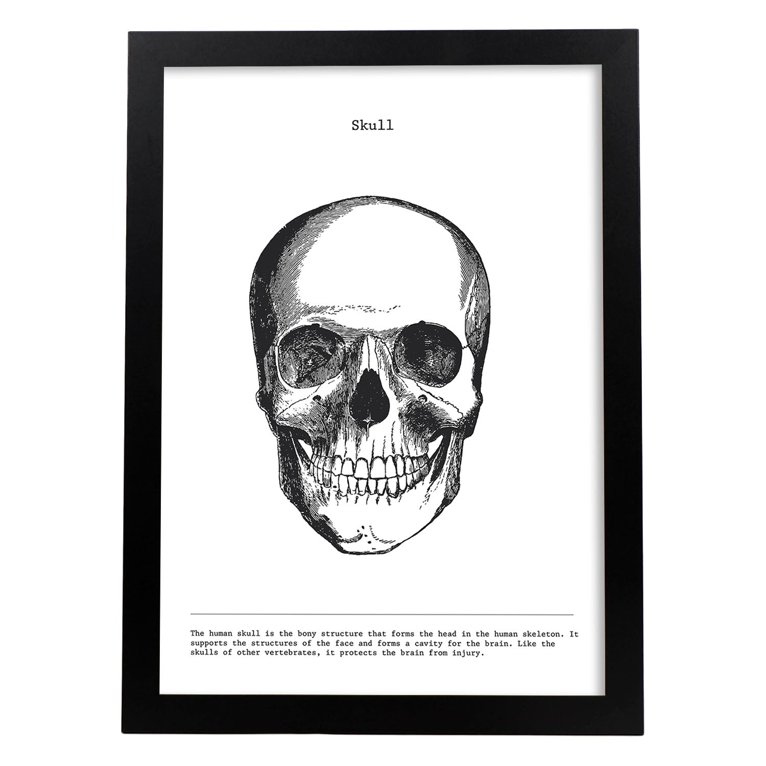 Posters de anatomía en blanco y negro con imágenes del cuerpo humano. Láminas de "Cráneo". .-Artwork-Nacnic-A3-Marco Negro-Nacnic Estudio SL